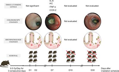 A Novel Murine Model of a High Dose Brachytherapy-Induced Actinic Proctitis